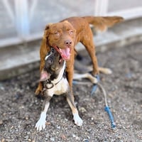 Rusty - Photo 4