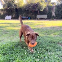 Rusty - Photo 3