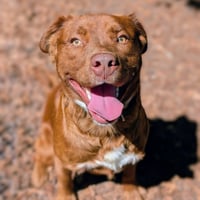 Rusty - Photo 7