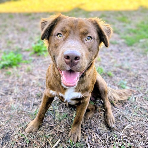 RUSTY - Unknown available for adoption