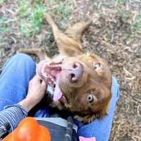 Rusty - Photo 6
