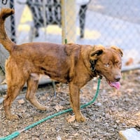 Rusty - Photo 8