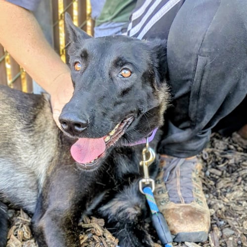 ROMONA - Belgian Shepherd Malinois available for adoption