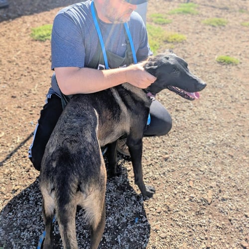 ROMONA - Belgian Shepherd Malinois available for adoption