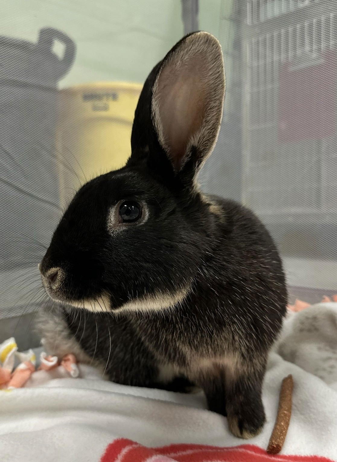 MARTIN - Silver Marten / American available for adoption