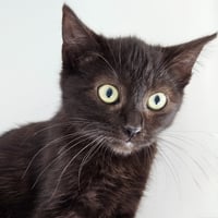 Saffron (bonded w/ Amber) - Photo 1