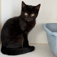 Saffron (bonded w/ Amber) - Photo 2