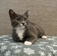 Ricky (bonded w/ Benson) - Photo 1