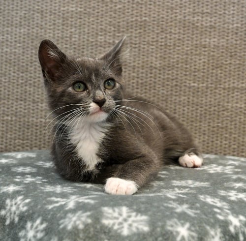 RICKY (BONDED W/ BENSON) - Domestic Short Hair for adoption in San Francisco