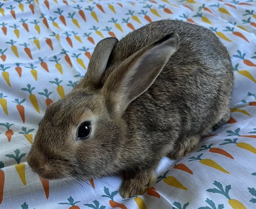 RAVIOLI - American available for adoption