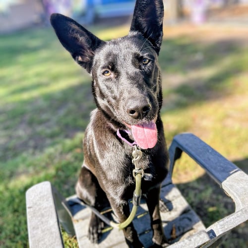 AZABACHE - Shepherd available for adoption