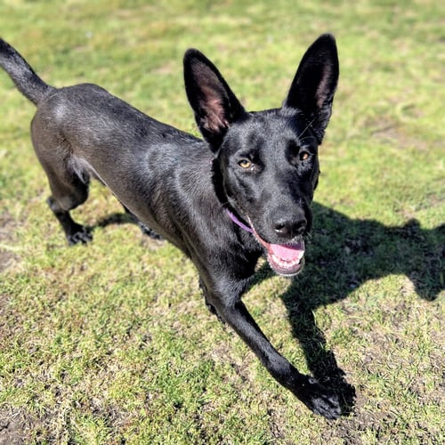 AZABACHE - Shepherd available for adoption