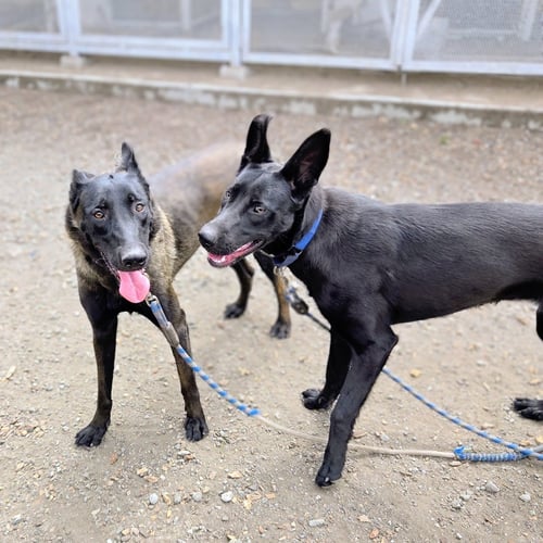 AZABACHE - Shepherd available for adoption