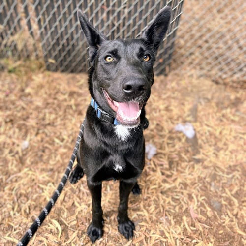 AZABACHE - Shepherd available for adoption