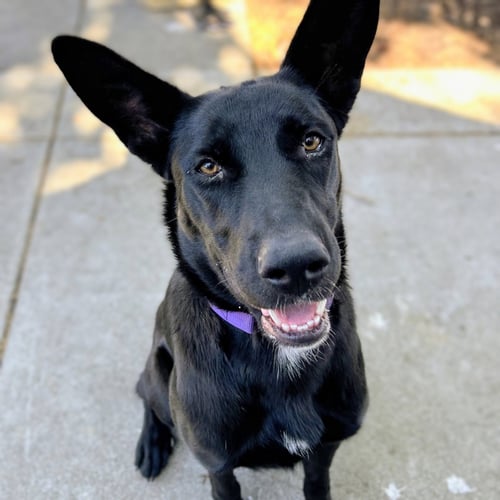 AZABACHE - Shepherd available for adoption