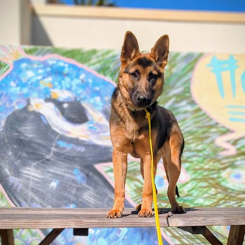 DASANI - German Shepherd Dog available for adoption