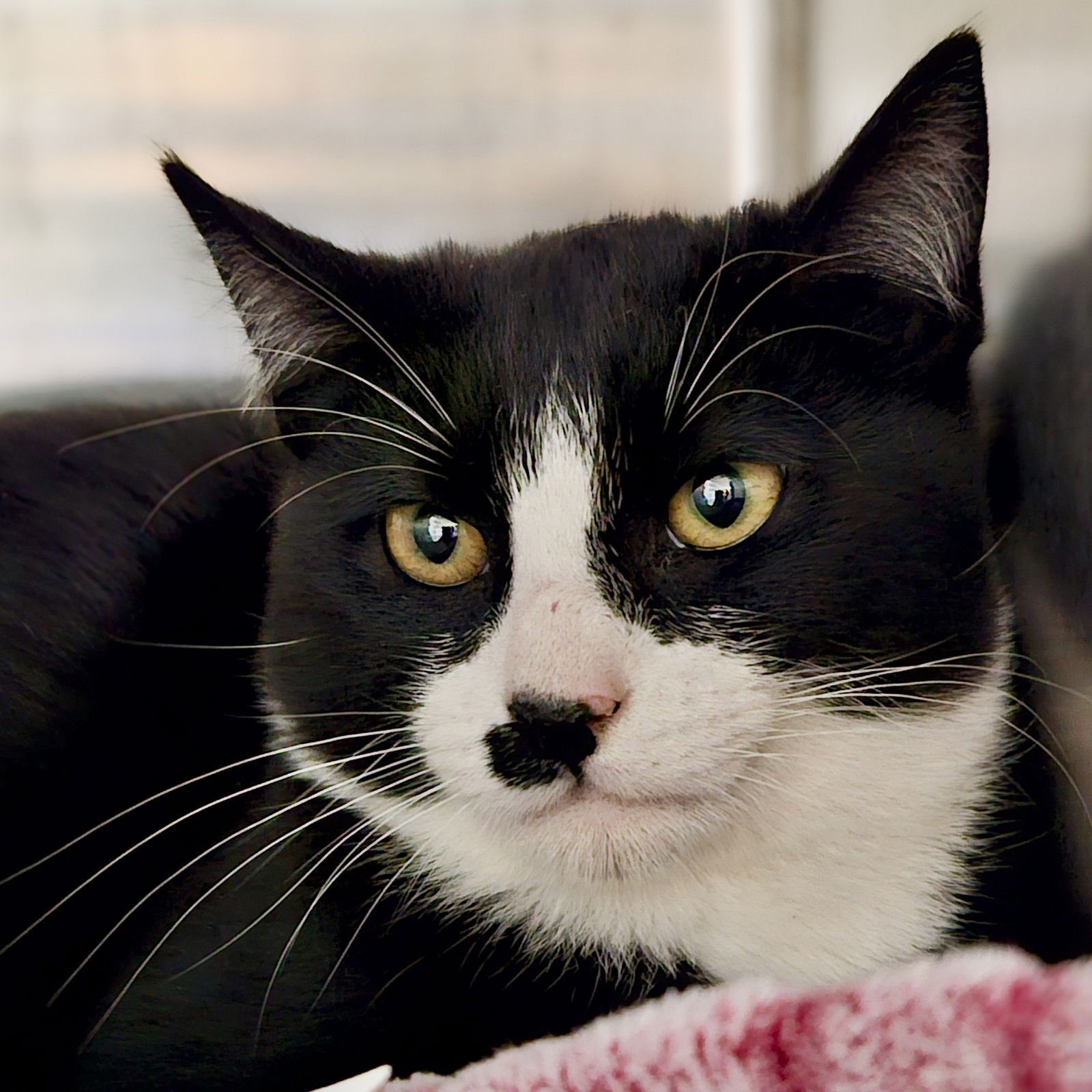 HAWTHORNE (BONDED W/ PRIMROSE) - Domestic Short Hair available for adoption