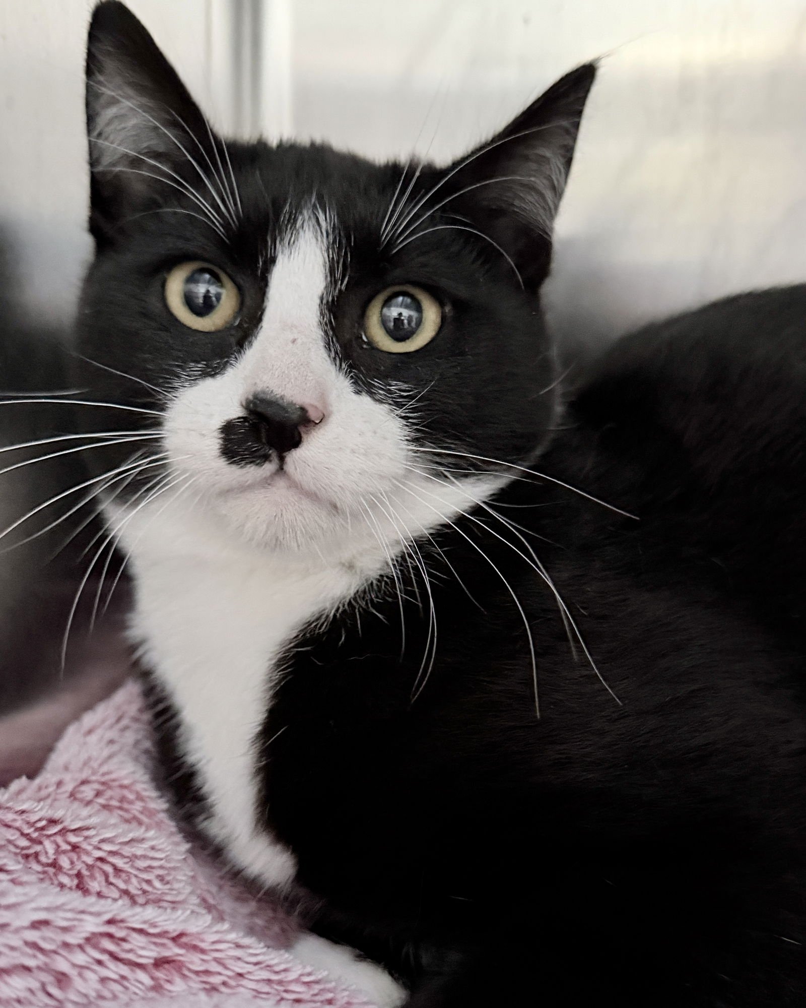 HAWTHORNE (BONDED W/ PRIMROSE) - Domestic Short Hair available for adoption