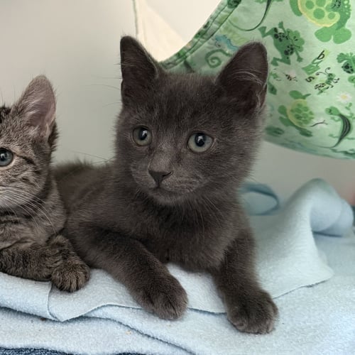 FLOWER (BONDED W/ FLUFFY) - Domestic Short Hair available for adoption