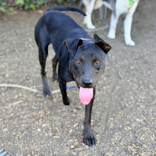 JETTY - Unknown available for adoption