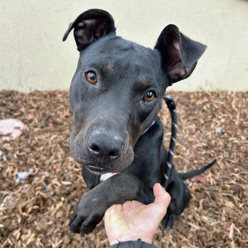 JETTY - Unknown available for adoption