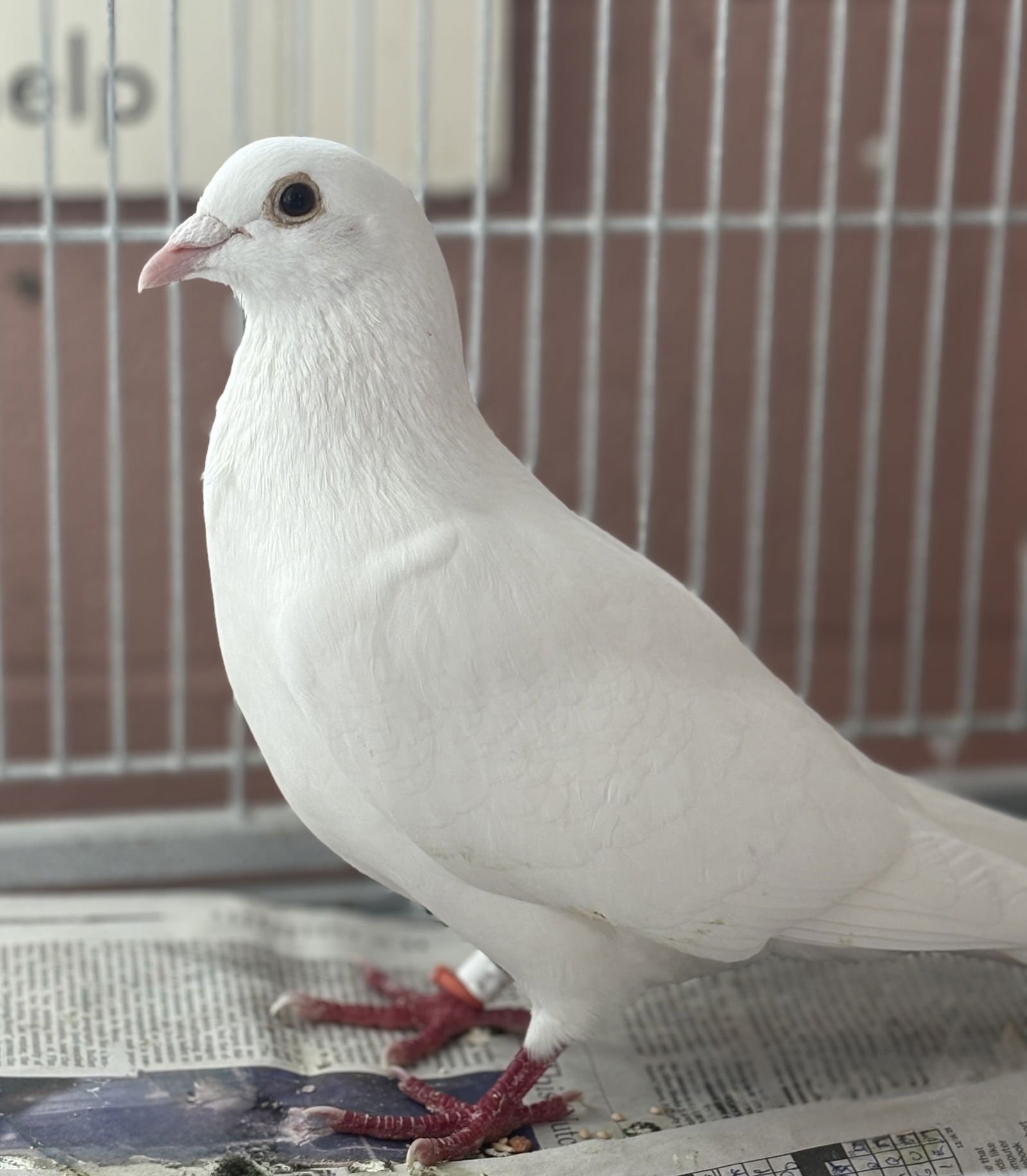 CHAMOY - Pigeon available for adoption