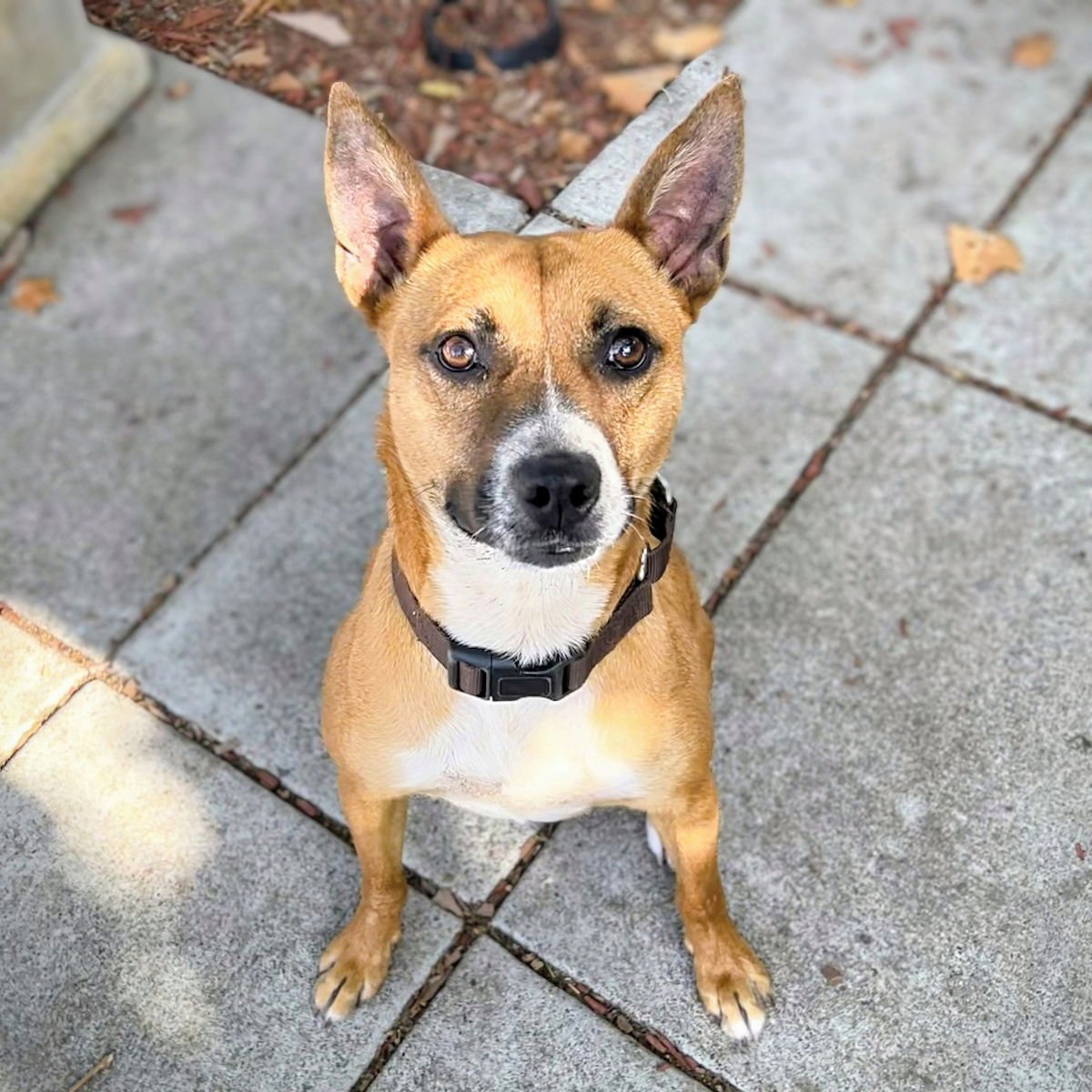 RAYA - Pit Bull Terrier available for adoption