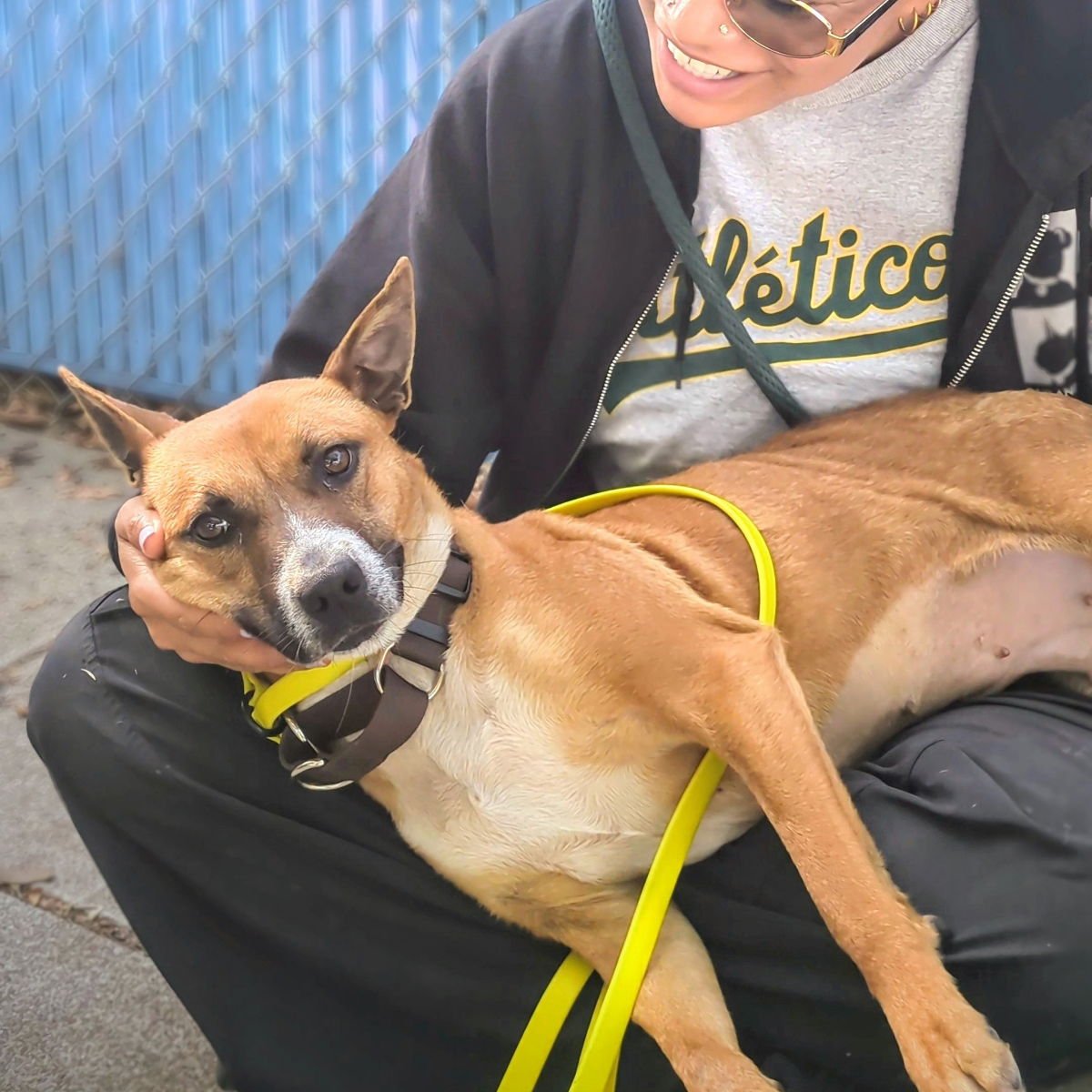 RAYA - Pit Bull Terrier available for adoption