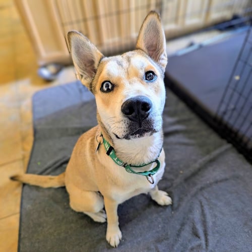 KYLE - Shepherd available for adoption