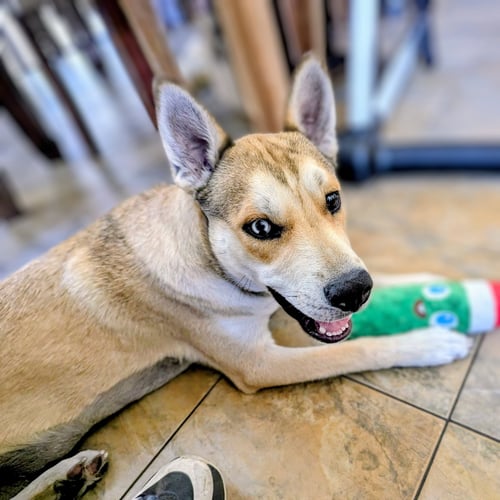 KYLE - Shepherd available for adoption