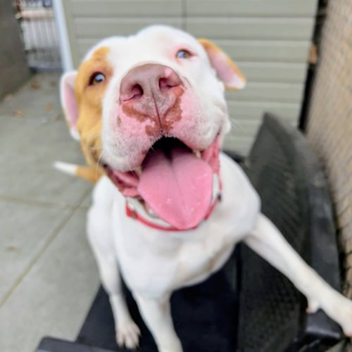 PAVLOVA - Pit Bull Terrier available for adoption