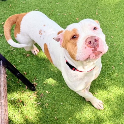 PAVLOVA - Pit Bull Terrier available for adoption