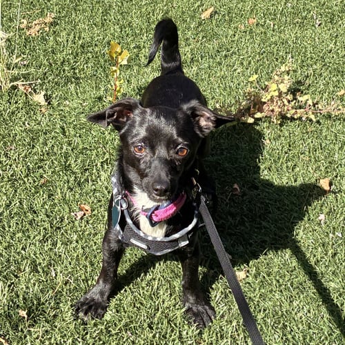 ITSY (BONDED WITH BITSY 83571)