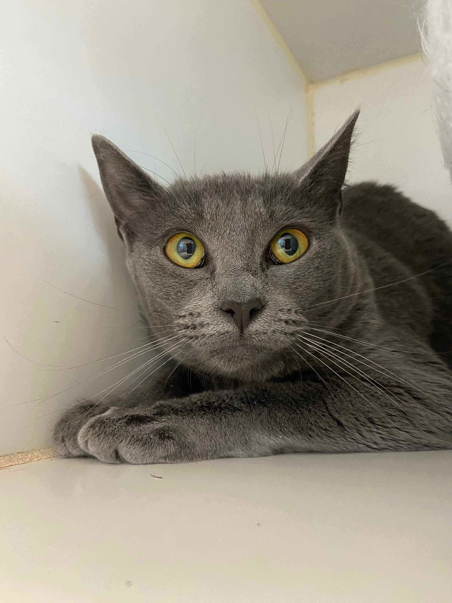 BUNNY (BONDED W/ TIPPY) - Domestic Short Hair available for adoption