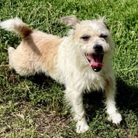 Chip - Photo 3