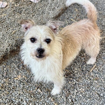 CHIP - Terrier available for adoption