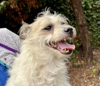 Chip - Photo 5