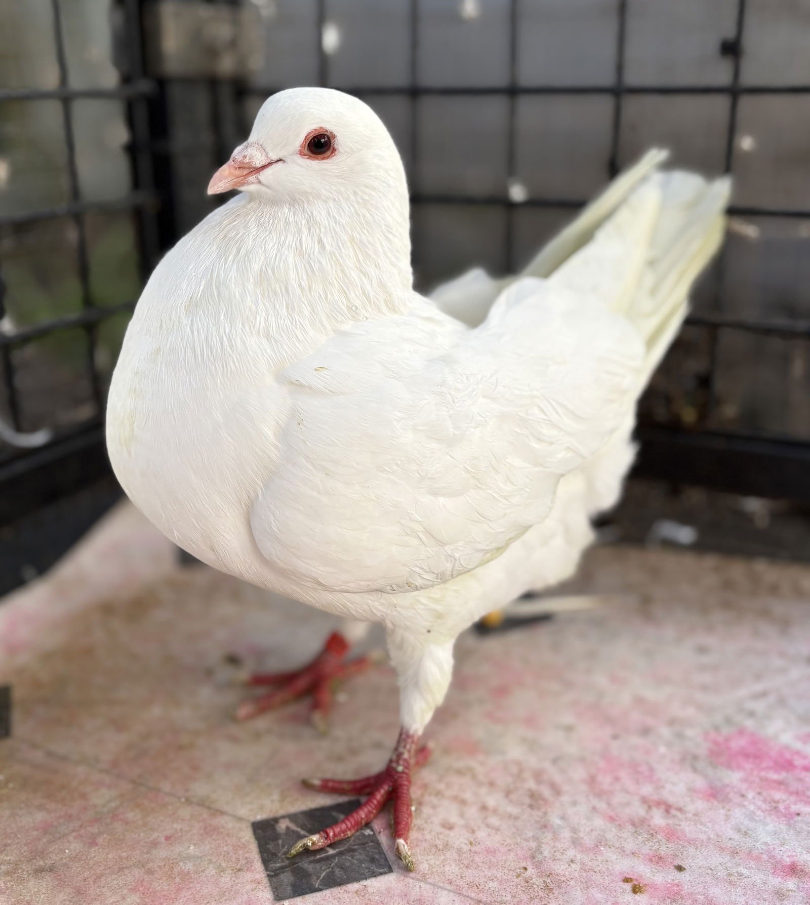 TINY TIM - Unknown available for adoption