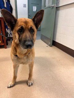 FERN - German Shepherd Dog available for adoption