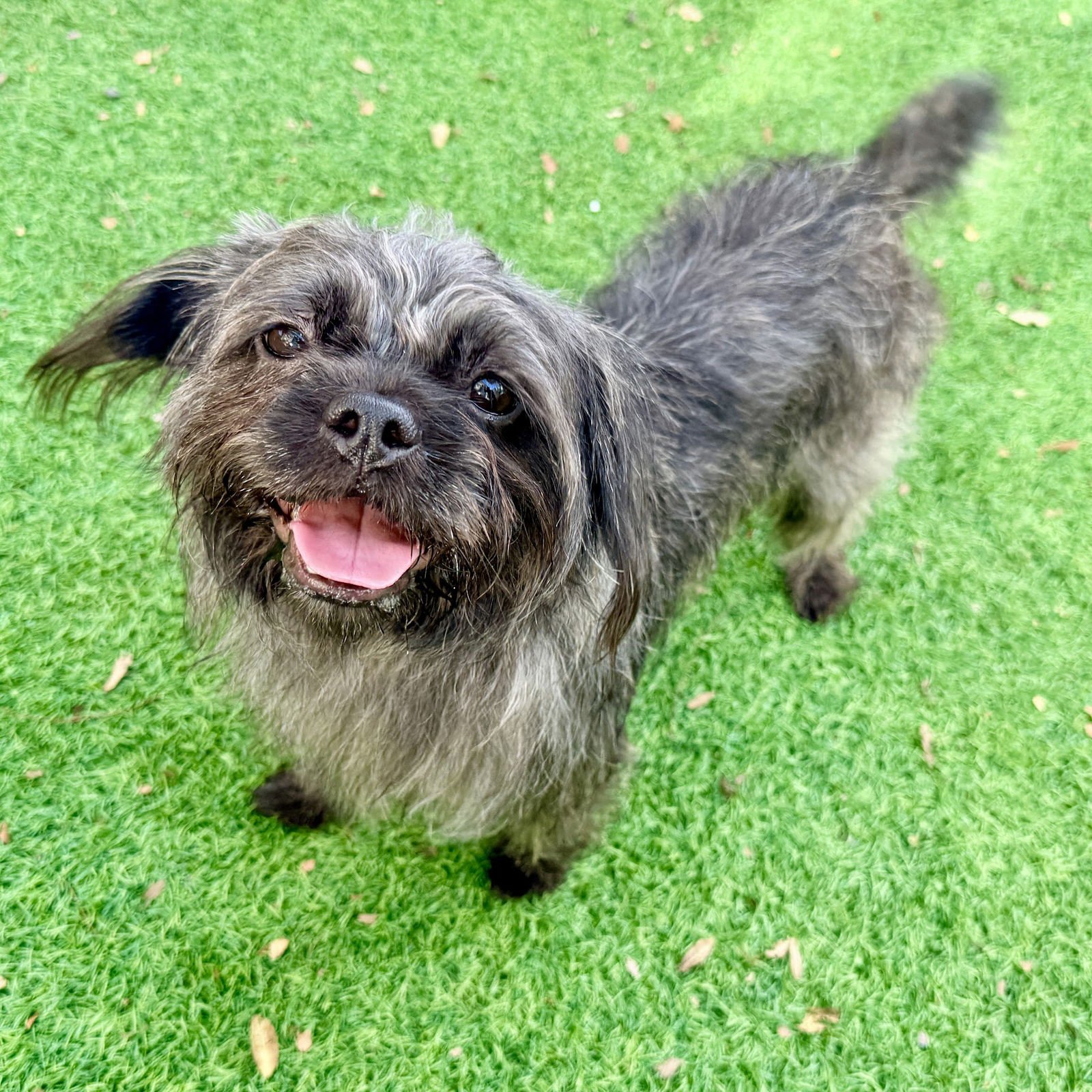 DUSSE - Shih Tzu available for adoption