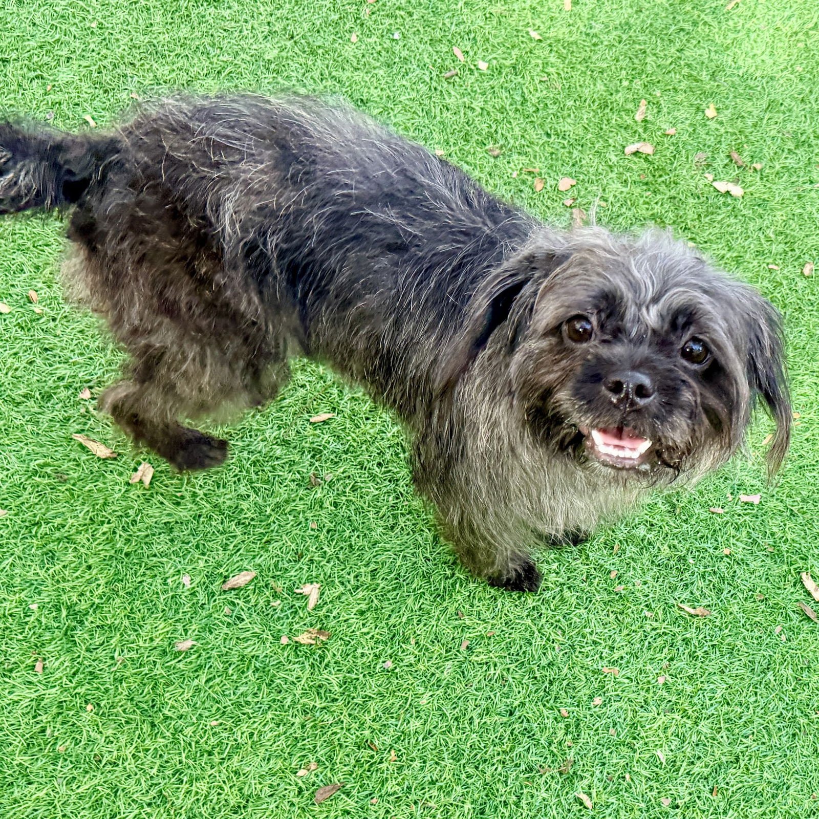 DUSSE - Shih Tzu available for adoption
