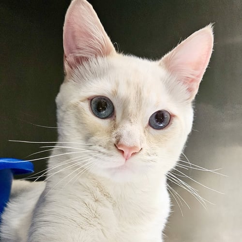 ZIPPO - Siamese available for adoption