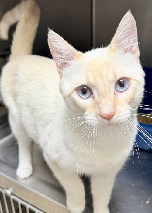 ZIPPO - Siamese available for adoption