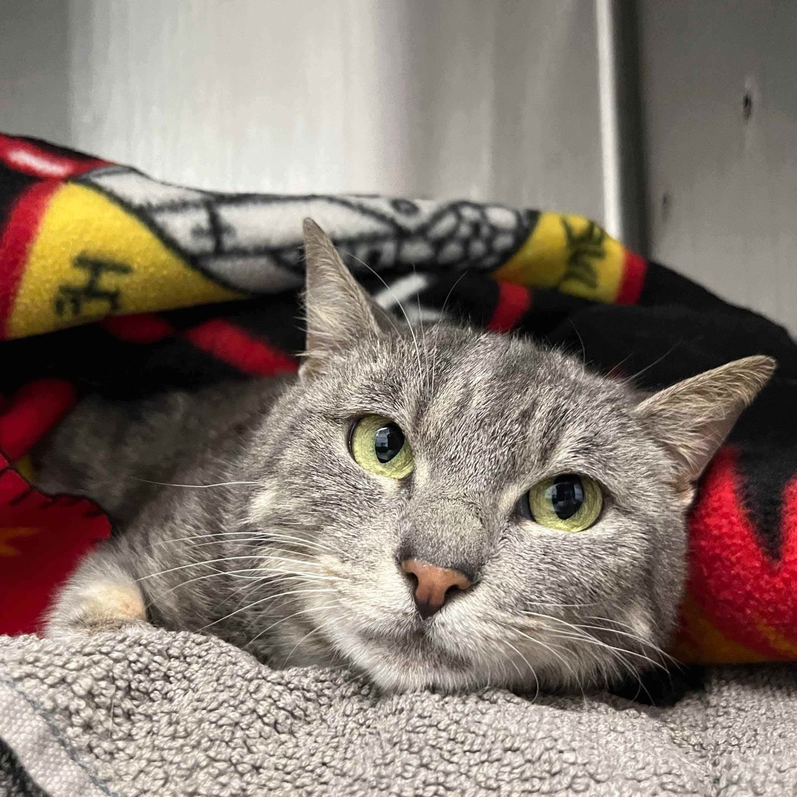 PASTEL - Domestic Short Hair available for adoption