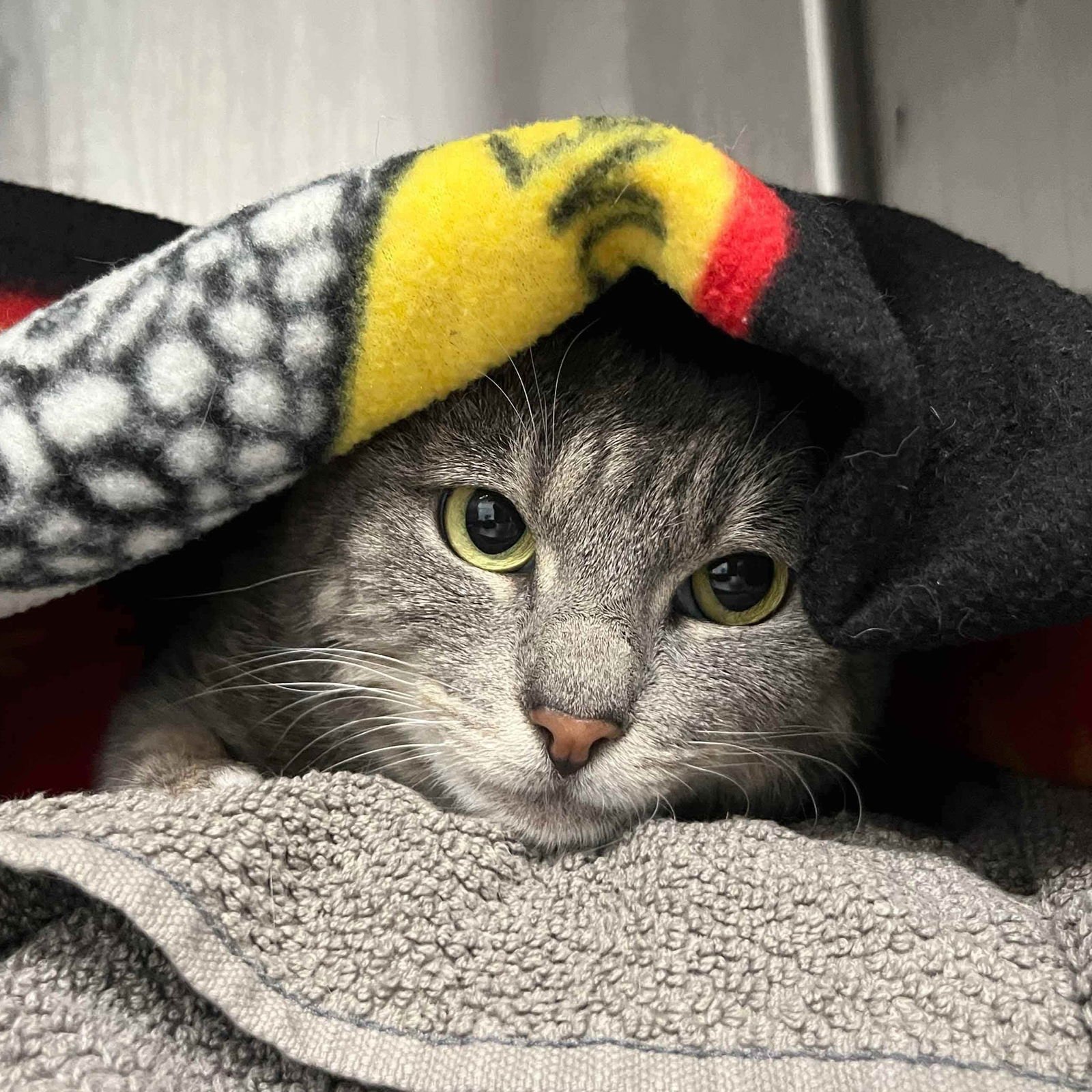 PASTEL - Domestic Short Hair available for adoption