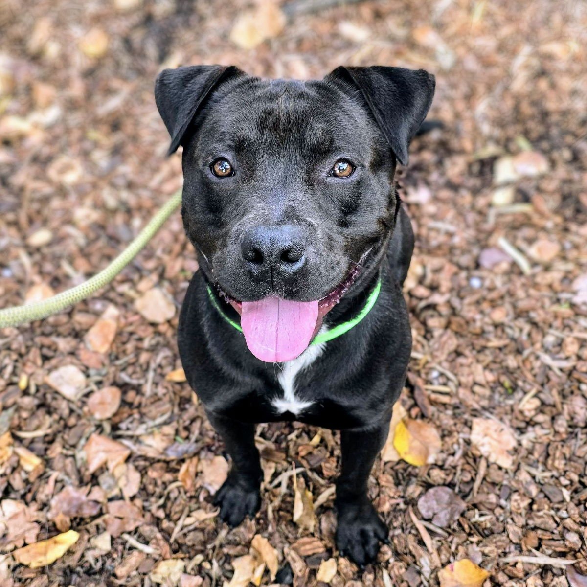 POTTER - Pit Bull Terrier available for adoption