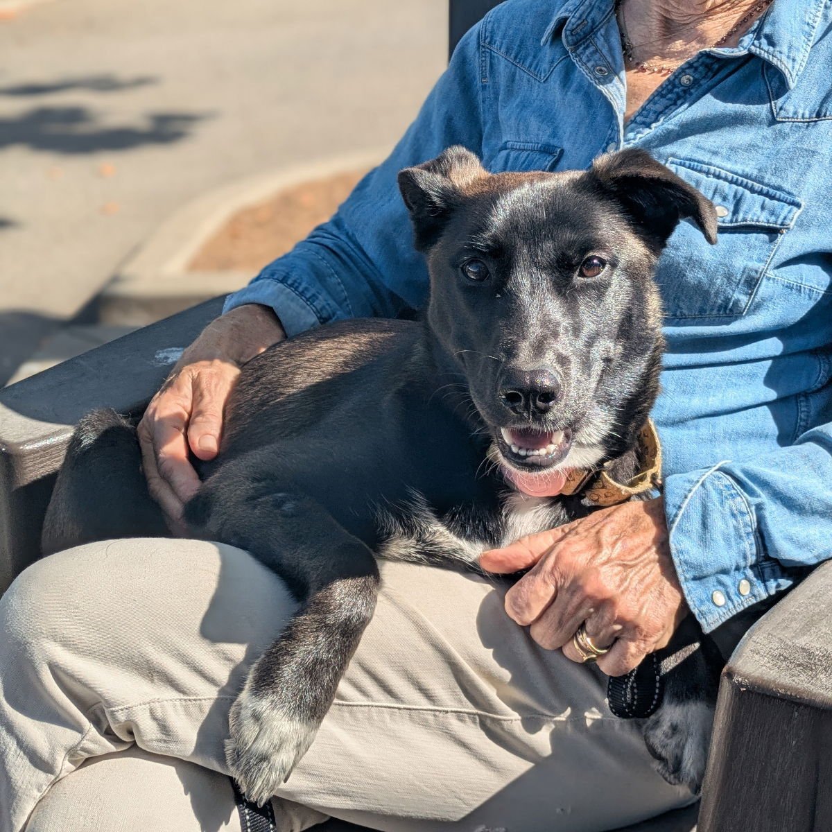 BAOBAO - Belgian Shepherd Malinois available for adoption