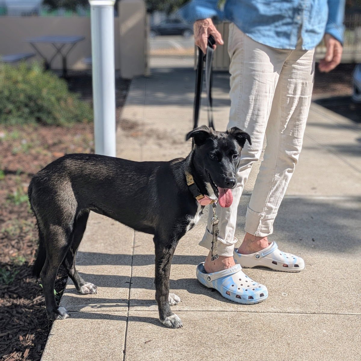 BAOBAO - Belgian Shepherd Malinois available for adoption