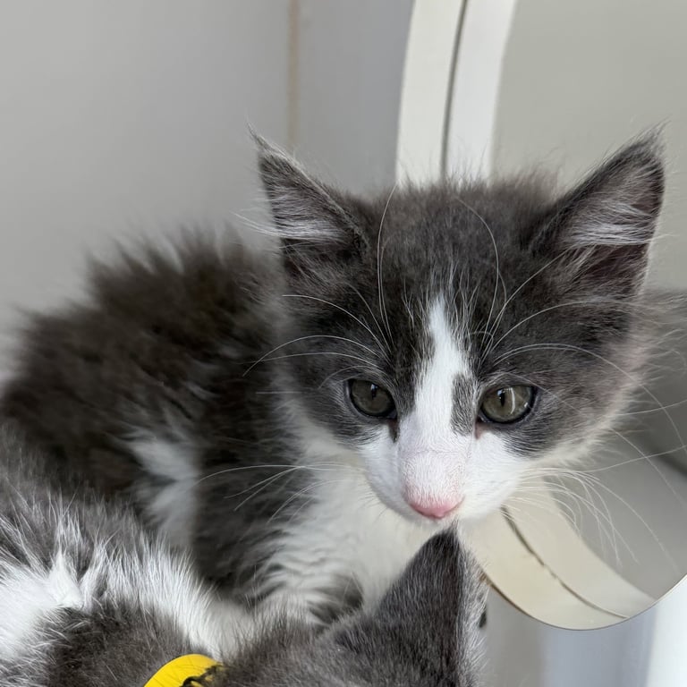 Jean Paul Pawter Image