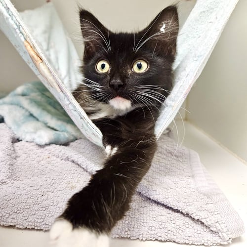 BUG - Domestic Short Hair available for adoption